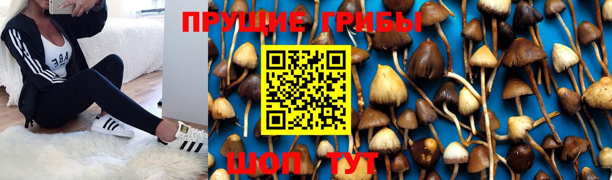 Галлюциногенные грибы GOLDEN TEACHER Трёхгорный